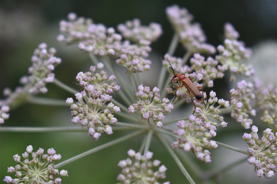 Red soldier beetle on cow parsley